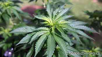 500+ marijuana plants discovered in illegal grow operation in Springwater