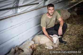Blauwtongvirus rukt verder op in Limburg: “Al vijftig schapen verloren”