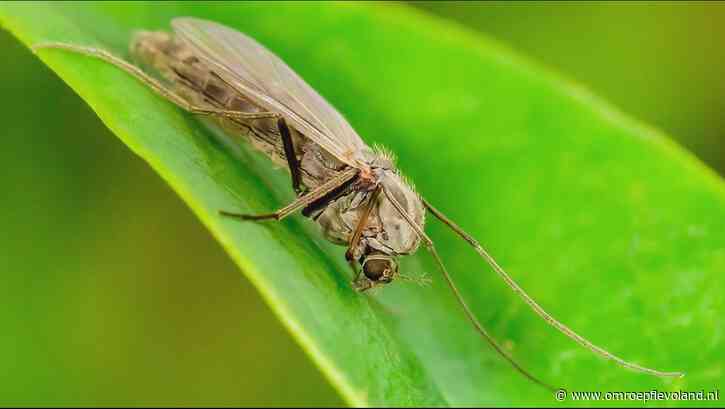 Lelystad - Wat doen de wolkjes van muggen boven de Markerwaarddijk?