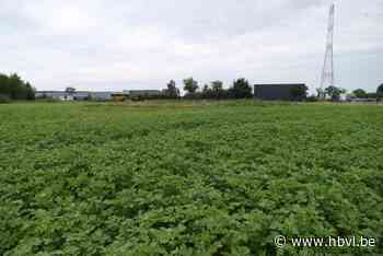 Pionier in windenergie heeft bezwaar tegen allereerste windmolen in Bree: “De impact is te groot”