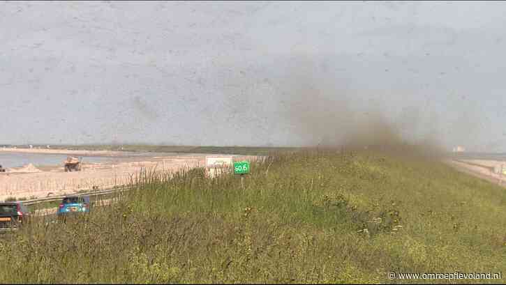 Lelystad - Waarom 'dansen' duizenden muggen in wolken boven de dijk?