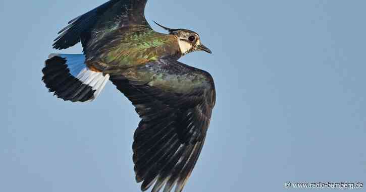 Vogelsterben: Mehrere hundert tote Tiere in Pocking entdeckt