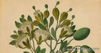 As Botanists Drop a Racist Plant Name, Some Fear Scientific Confusion