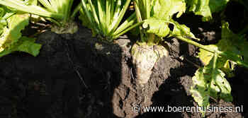 Cosun raamt laagste bietenopbrengst in jaren