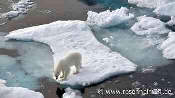 Deutscher in Grönland von Eisbär angegriffen und schwer verletzt