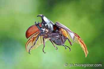 Beetle mania: How bugs are inspiring the next gen of robot aviators
