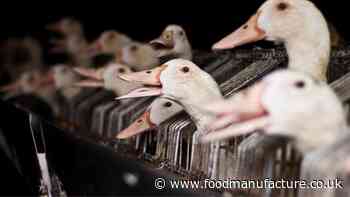 85% back UK foie gras import ban