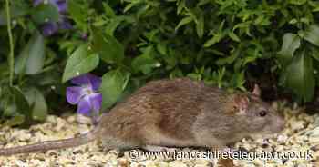 Vaseline can be used to keep rats away from gardens