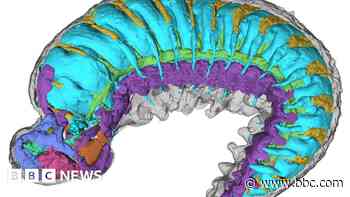 X-rays reveal tiny half-billion-year-old creature