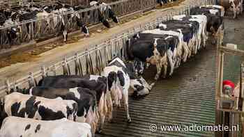 Zuivelreuzen reageren op ‘sloopmelk-aanklacht’: ‘We nemen dierenwelzijn serieus’