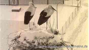 Was uns Tiere und Bauernregeln schon im August über den Winter verraten