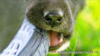 Nach Tierbiss in Calw: Hund greift an, Frauchen flieht – das ist Stand der Ermittlungen