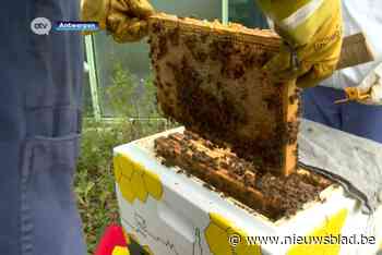 “Ze vliegen hier naarstig af en aan”: ZAS Cadix opent bijenkast op binnenplein na idee van spoedverpleegkundige