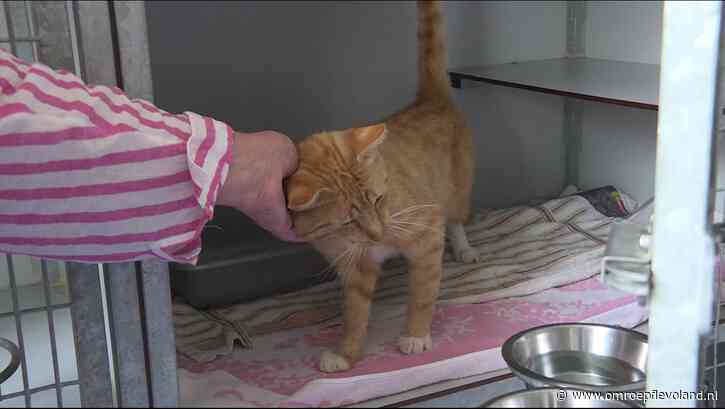 Lelystad - Zwerfkattenopvang waarschuwt tegen dodelijke kattenziekte: 'Ent je kat in'