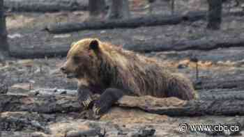 Wildlife begins returning to Jasper as wildfire cleanup continues
