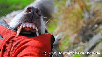 Frau flieht nach Vorfall in Calw: Muss ein Hund, der zubeißt, eingeschläfert werden?