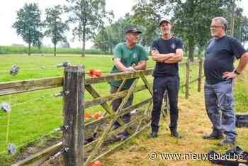 Wolf Fencing Team Belgium plaatst 25ste wolfwerende omheining in risicozone Emma