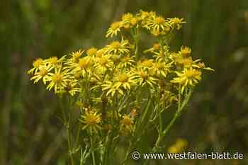 Jakobskreuzkraut wächst auch im Kreis Höxter: Wie gefährlich ist es?