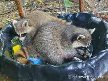 'Domesticated' raccoon seized, off to rehab to learn to be wild