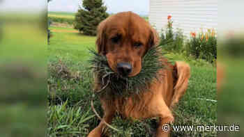 „Versuche nur, Salat zu essen wie die Menschen“ – Hund frisst büschelweise Gras, Halterin ist ratlos