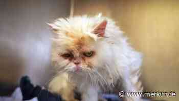 „Sowas ist Tierquälerei“: Verfilztes Fell und schlechter Zustand – Perserkatze bei Tierheim ausgesetzt