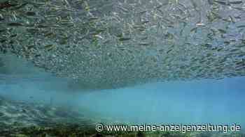 Forscher machen ungewöhnliche Entdeckung im Pazifik – sie könnte Erklärung für mysteriöse Klima-Phänomene sein