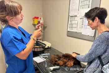 Baasjes die krap bij kas zitten, krijgen (bijna) gratis dierenzorg in Genk