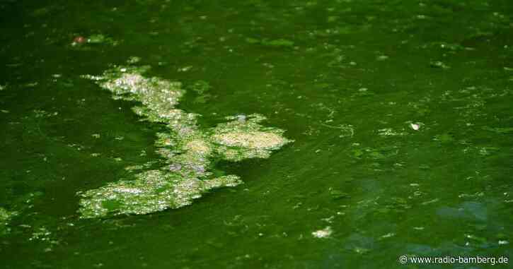 Blaualgen trüben an einigen Seen das Badevergnügen