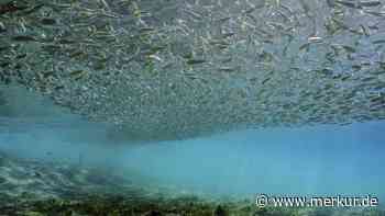 Forscher enthüllen neue Entdeckung im Pazifik: Phänomen könnte Klimaschwankungen erklären