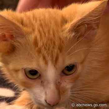 WATCH:  How a 4-eared cat is ‘bringing good luck’ to Tennessee animal shelter