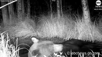 WATCH:  Bear takes dip in pond