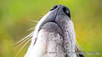 Beiß-Vorfall in Calw: Warum eine Hundehaftpflicht-Versicherung wichtig ist