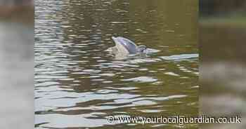 Watch: Dolphin spotted swimming in London's River Thames