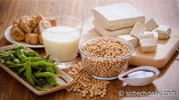 Better Focus and Faster Thinking: New Research Links Soy Foods to Improved Cognition in Kids