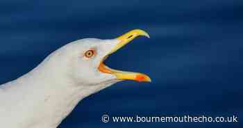 Dorset holiday maker gets tetanus shot after seagull  attack