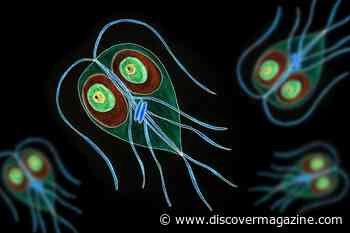 The Problem with Parasites