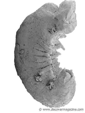 520 Million-Year-Old Larva Fossil Reveals How Insects Evolved