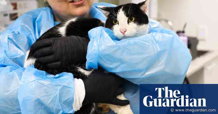 Tears and triumph as George the cat reunited with owner years after going missing