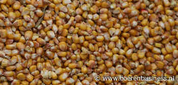 Oude oogst zit Amerikaanse markt flink in de weg