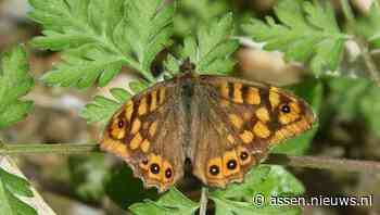 Landelijke tuinvlindertelling dit weekend moet beeld geven van de vlinderstand