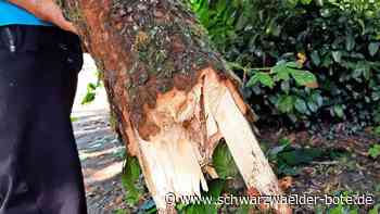 Schreck in Bad Liebenzell: Schwerer Ast kracht neben Sitzbank – „Ich hätte tot sein können“