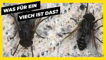 Rätselhaftes Insekt in Anger entdeckt: Wer kann es identifizieren?