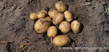 Eerste proefrooicijfers Aviko ver onder gemiddeld