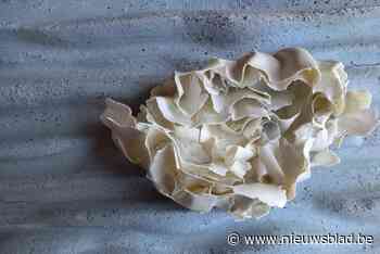 Diana Coppens en Nadja Verhulst stellen tentoon in expo Verblindende Schoonheid