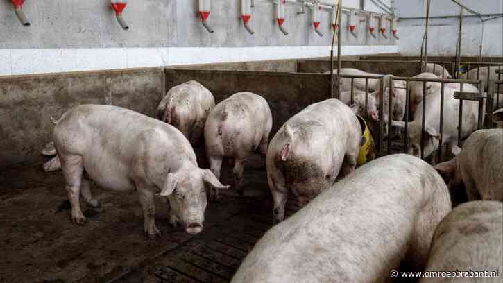 Veel stankoverlast in Brabant, maar er wordt nauwelijks ingegrepen