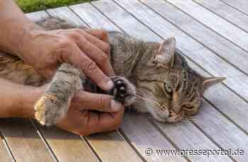Mit der Katze stressfrei zum Tierarzt