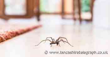 Spider bite warning as Grandmother almost dies in Manchester