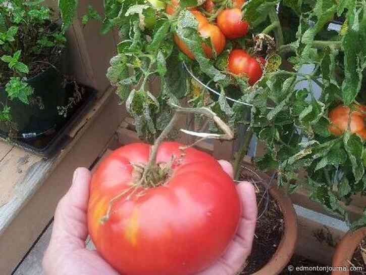 Growing Things: Brandywine tomatoes and gooseberry pests