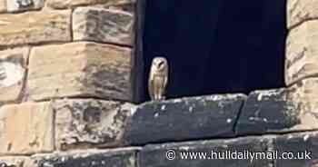 Ring bearer owl takes off with wedding bands and 'refuses to come back for SEVEN hours'
