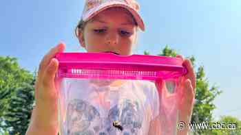 These kids are catching bees for science